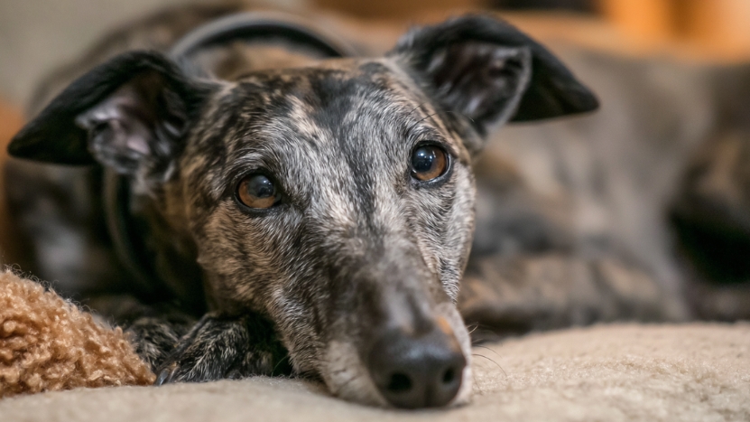 A Greyhound rests peacefully on a soft surface, gazing calmly ahead in a quiet indoor space