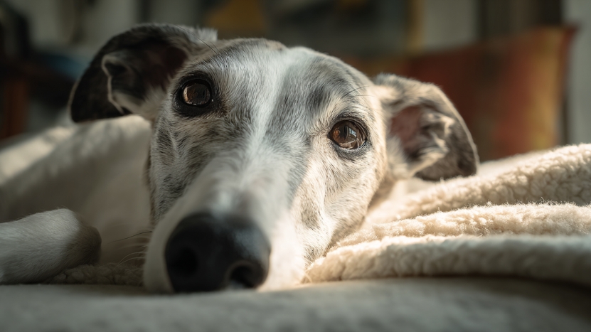 A Whippet lies quietly on a cozy blanket